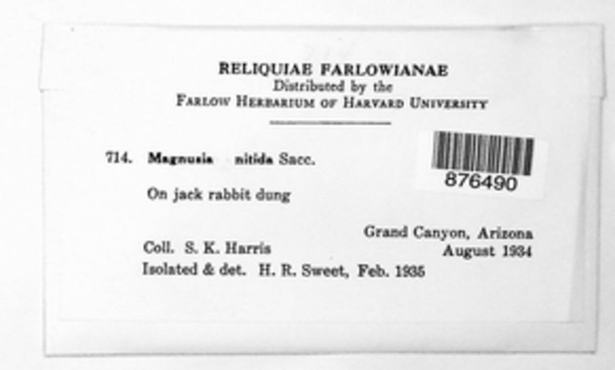 Kernia nitida image